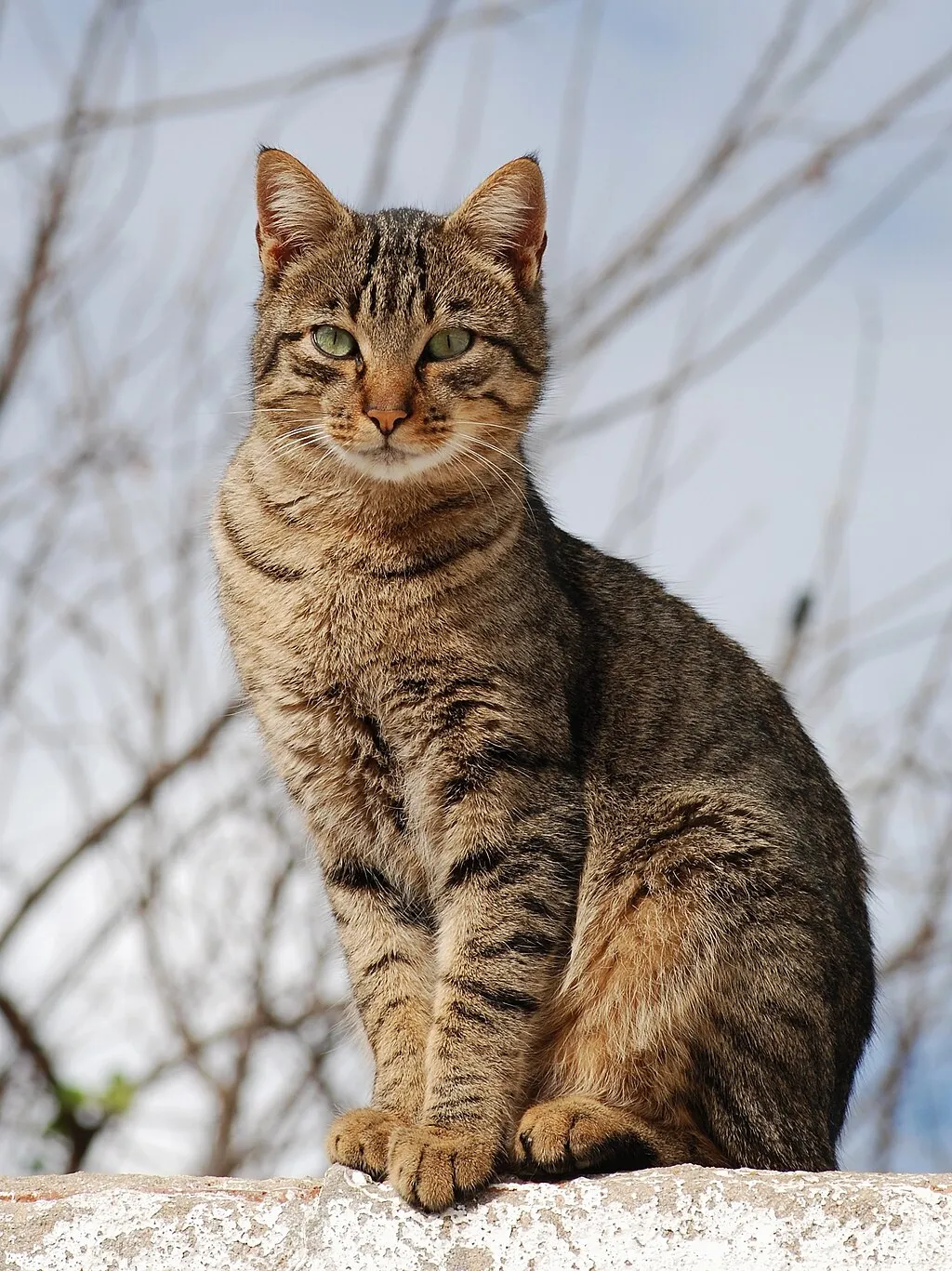 
Alvesgaspar, CC BY-SA 3.0 , 