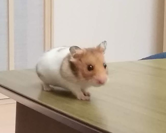 うまいだんご のアイコン